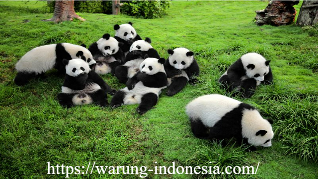Chengdu Giant Panda Base: Surga Konservasi dan Edukasi Fauna